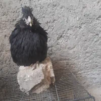 مرغ وخروس گلین فول|حیوانات مزرعه|تهران, جیحون|دیوار