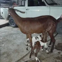 عدد ۴بز کهره دار