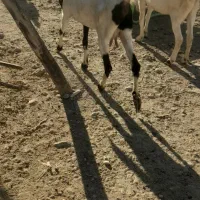 شهرستان کهگیلویه لنده|حیوانات مزرعه|شیراز, شهدای شهرک سعدی|دیوار