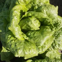 کاهو سفید روغنی