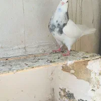 کبوتر طوقی|پرنده|گنبد کاووس, |دیوار