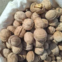 گردو سیاوانه