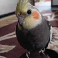 گمشده