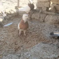 کبوتر طوقی|پرنده|هامون, |دیوار