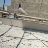 حراج تعداد 5تا کبوتر رنگی خوب ناجلد