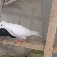 کبوتر طوقی (معاوضه با مرغ عشق و قناری نر )|پرنده|کنگاور, |دیوار