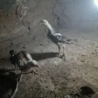 جوجه لاری اصل