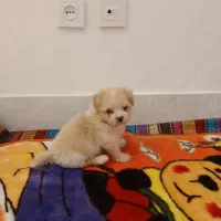 پامر دوماهه اصیل