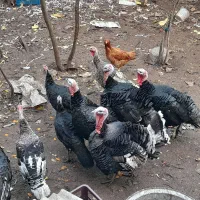 فروش بوقلمون بصورت ارگانیک بزرگ شده