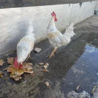 خروس یک ساله سالم و سرحال|حیوانات مزرعه|وحیدیه, |دیوار