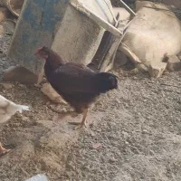 جوجه شروه ای