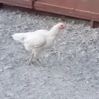 مرغ ماکیان با یک جوجه اش