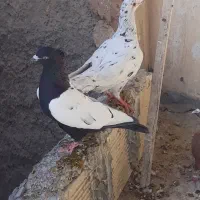 کفتر رنگی و پلاکی