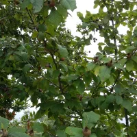 زمین باغی در کلامسر