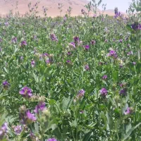 فروش یونجه