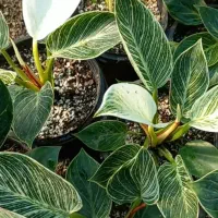 انواع گیاهان آپارتمانی