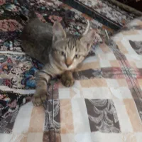 واگذاریه گربه