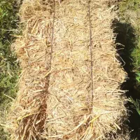 فروش کلوش دستگاهی ۲۰۰ تاموجوده