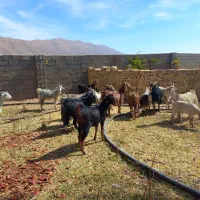 بزداشتی جوان وکهره نروماده برای قصابی|حیوانات مزرعه|ارژن, |دیوار