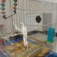 نرماده البینو