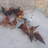 مرغ ویروس محلی