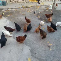 ۳۵ تا مرغ خروس|حیوانات مزرعه|فیروزآباد (لرستان), |دیوار