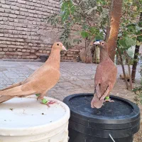 کفتر کبوتر سرخ کرمانی زرد کرمانی|پرنده|مه ولات, |دیوار