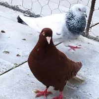 کفتر یاکبوتر|پرنده|شیراز, گل سرخ|دیوار