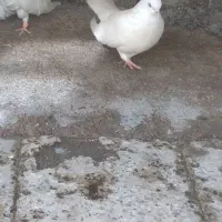 کبوتر سفید بسیار بسیار کشیده|پرنده|دهلران, |دیوار