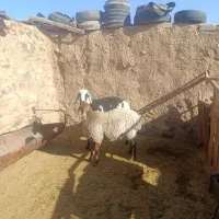 بره قوچی کاور افشاری|حیوانات مزرعه|سربیشه, |دیوار