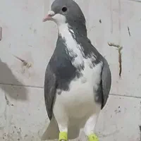 سه تا جفتی زرد وشامی روشن 6تاماده شهری کبوتر|پرنده|شیراز, هفت تنان|دیوار