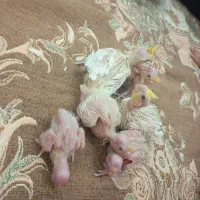 جوجه عروس هلندی|پرنده|تهران, طرشت|دیوار