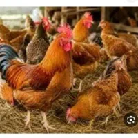 خروس محلی ارگانیک ذبح شده وزن تقریبی ۲ کیلو