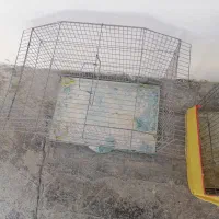 قفس پرنده|لوازم جانبی حیوانات|دوگنبدان, |دیوار