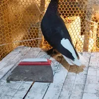 سیاه دم سفید پاک دم|پرنده|شیراز, شهرک استقلال|دیوار