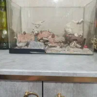 آکواریوم  لبه خم