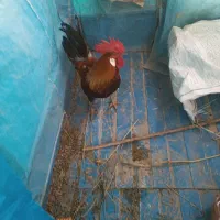 خروس سالم معاوضه با عروس پاریس دستی