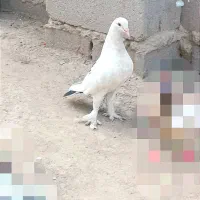 کبوتر عالی نقد ومعاوضه بامرغ عشق|پرنده|بمپور, |دیوار