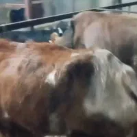 گاو گوساله|حیوانات مزرعه|چمستان, |دیوار