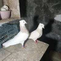 جفت  آجری  چشم قرمز