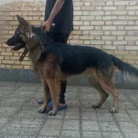 سگ ژرمن|سگ|مبارکه, |دیوار