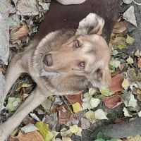 سگ نر برای نگهبانی،توله ماده عراقی|سگ|فیرورق, |دیوار