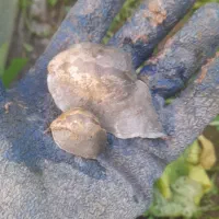 حلزون  بزرگ