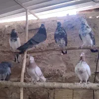 ۲۰ عدد کفتر سالم