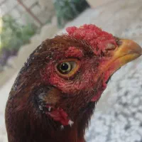 مرغ لاری اصیل|حیوانات مزرعه|مینودشت, |دیوار