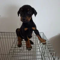 دبرمن|سگ|کاشان, شهرک فرهنگیان|دیوار