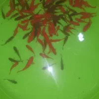 ماهی عید عمده و بدون ایراد و حرف