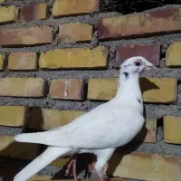 کبوتر رنگی و پلاکی