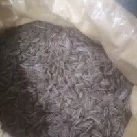 تخمه صادراتی