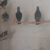 کبوترپرشی|پرنده|قزوین, |دیوار